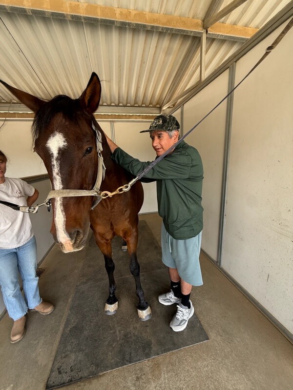 Adult participant grooming a horse