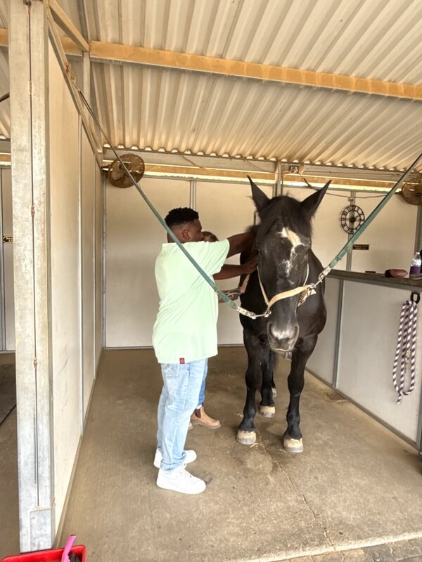 Participant grooming black horse together in stable during equine therapy session