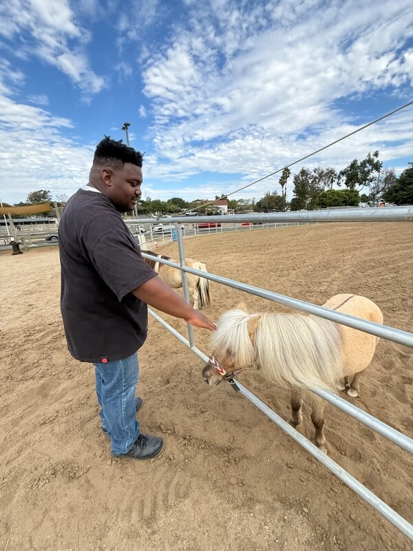 Adult participant feeding palomino miniature horse at fence during therapy visit