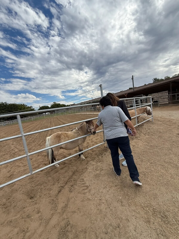 Adult participant feeding palomino miniature horse at fence during therapy visit