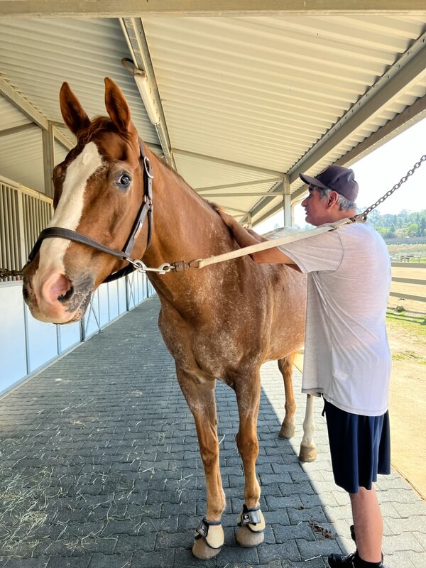 Adult participant grooming brown horse with white blaze in covered stable during therapy program