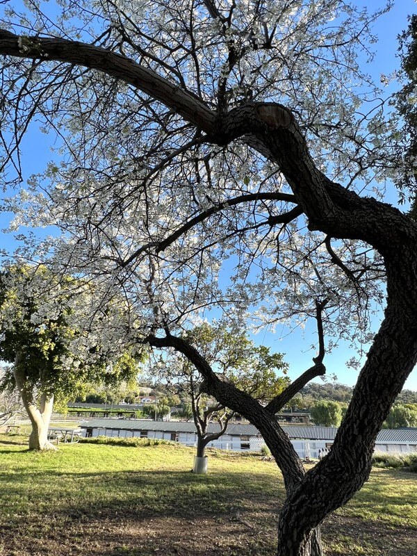 Ivey Ranch Adult Day Program facility exterior in Oceanside, California