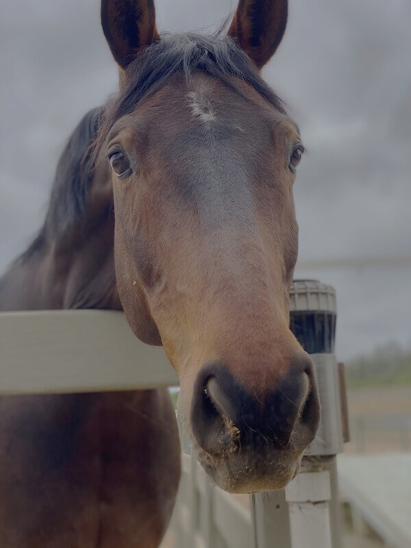 Close up of gentle brown bay horse with white star marking looking forward showing friendly calm expression at stable