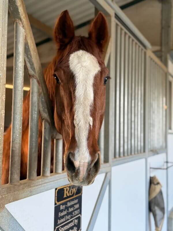 Beautiful chestnut horse with white blaze and nameplate reading Roy looking out from stable stall during school age program visit