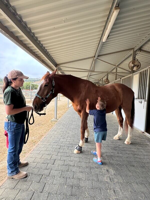 Small child reaching up to gently pet brown horse under staff supervision learning proper animal interaction at stable