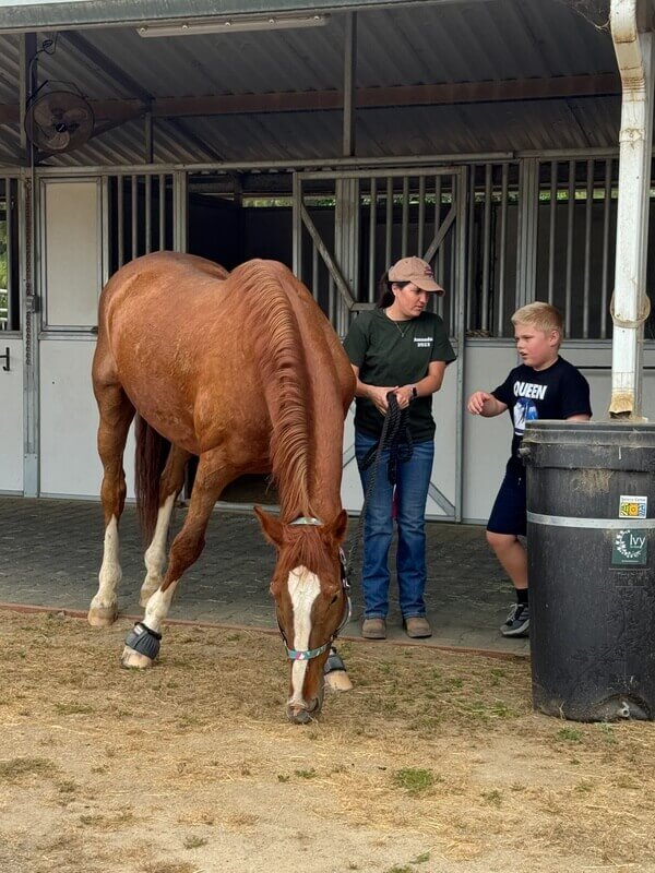 Boy in black Queen shirt watching chestnut horse with staff member holding lead rope during educational stable visit