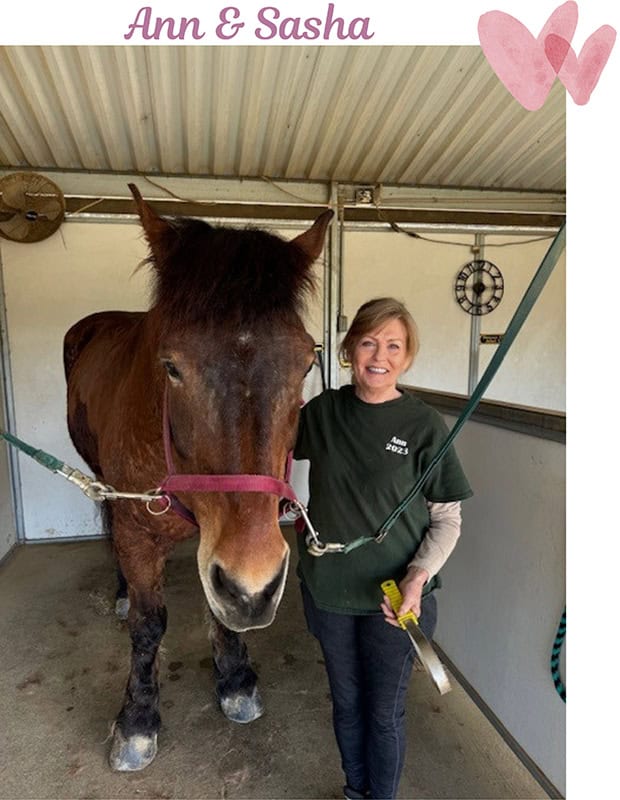 Volunteer Ann H. and Belgian Draft Horse Sasha