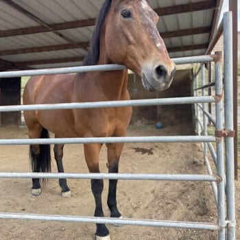 March 2026 Horse of the Month - Tia