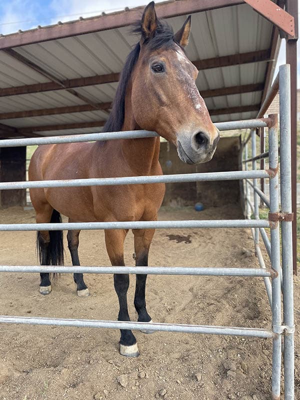 March 2026 Horse of the Month - Tia