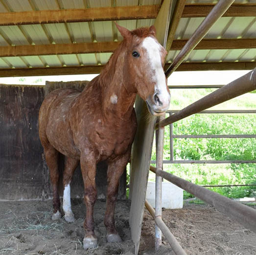 Abe, a chestnut therapy horse, standing in the barn at Ivey Ranch Park Association in Oceanside, California
