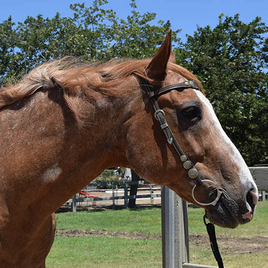 Close-up portrait of Abe, a chestnut therapy horse wearing a halter, at Ivey Ranch Park Association in Oceanside, California
