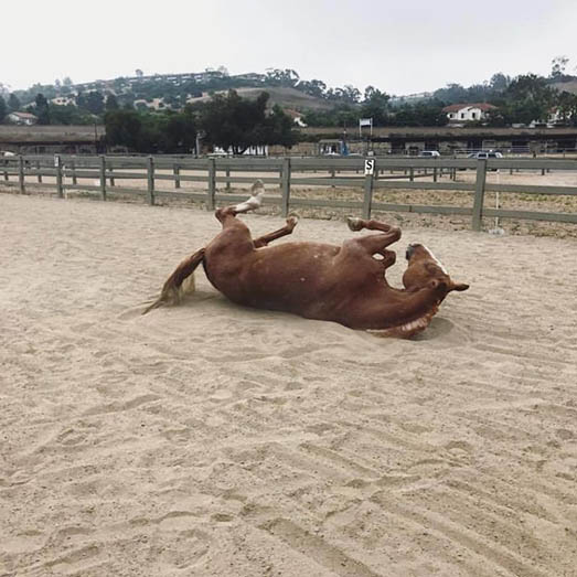Abe Rolling in the Arena – Ivey Ranch Alt: Abe, a chestnut therapy horse, rolling in the sand arena at Ivey Ranch Park Association in Oceanside, California