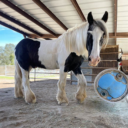 Ardmore, a black and white Gypsy Vanner therapy horse, standing in the barn at Ivey Ranch Park Association in Oceanside, California