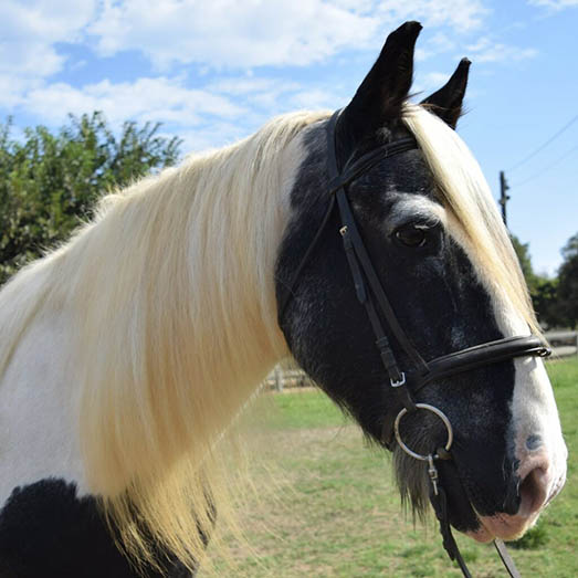 Close-up portrait of Ardmore, a black and white Gypsy Vanner therapy horse wearing a bridle, at Ivey Ranch Park Association in Oceanside, California