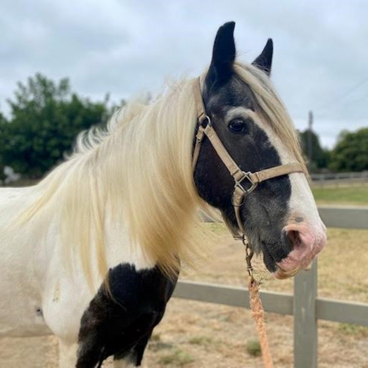 Ardmore, a black and white Gypsy Vanner therapy horse wearing a halter, at Ivey Ranch Park Association in Oceanside, California