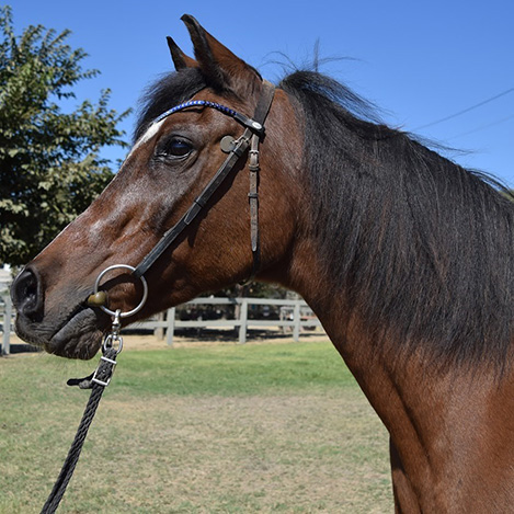Ariel, a chestnut Arabian mare, at Ivey Ranch Park Association in Oceanside, California, 2024