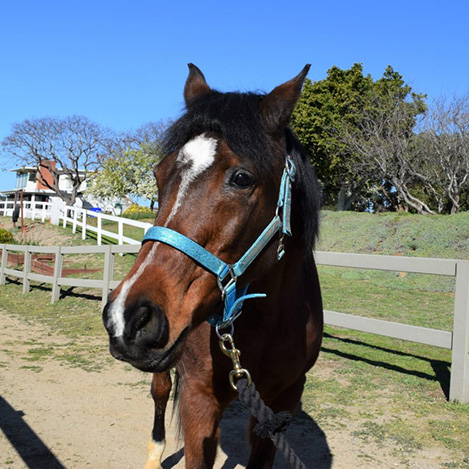 Close-up portrait of Ariel, a chestnut Arabian mare, at Ivey Ranch Park Association in Oceanside, California