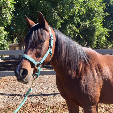 Ariel, a chestnut Arabian mare, at Ivey Ranch Park Association in Oceanside, California, 2024