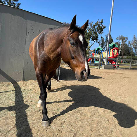 Armani, a bay Quarter Horse gelding, at Ivey Ranch Park Association in Oceanside, California