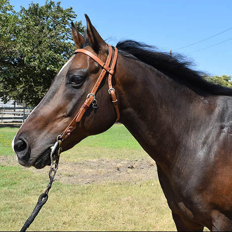 Armani, a bay Quarter Horse gelding, at Ivey Ranch Park Association in Oceanside, California