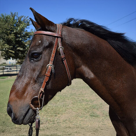 Beau, a bay Quarter Horse gelding, at Ivey Ranch Park Association in Oceanside, California, 2024