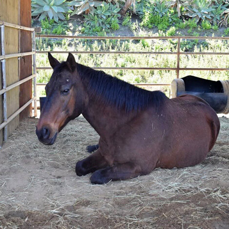 Beau, a bay Quarter Horse gelding and former mounted patrol horse, at Ivey Ranch Park Association in Oceanside, California