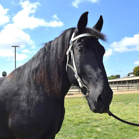Big Boy, a Percheron gelding, at Ivey Ranch Park Association in Oceanside, California, 2024