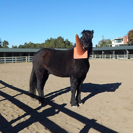 Big Boy, a Percheron gelding, celebrating his 15th birthday at Ivey Ranch Park Association in Oceanside, California