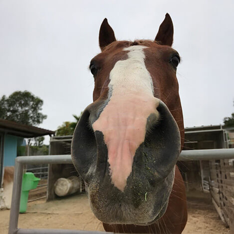 Brighton, a bay Quarter Horse gelding, at Ivey Ranch Park Association in Oceanside, California