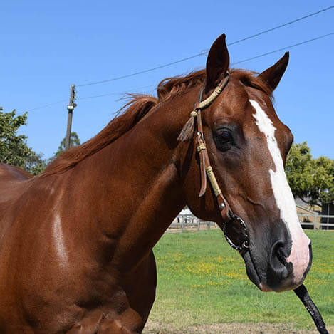 Portrait of Brighton, a bay Quarter Horse gelding, at Ivey Ranch Park Association in Oceanside, California