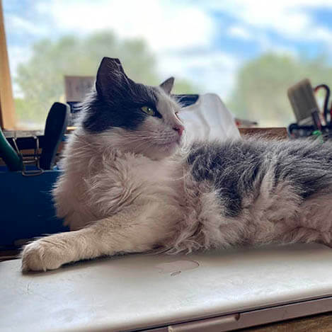 Bugsy, a barn cat, at Ivey Ranch Park Association in Oceanside, California, 2026