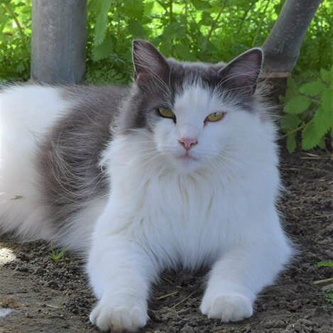 Bugsy, a barn cat, at Ivey Ranch Park Association in Oceanside, California