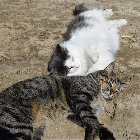 Bugsy, a barn cat, at Ivey Ranch Park Association in Oceanside, California