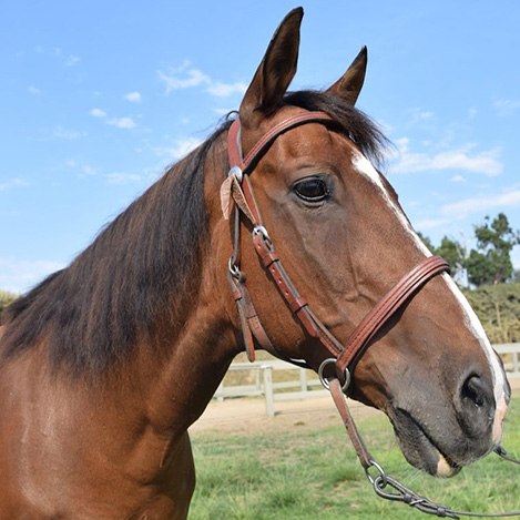 Carmel, a bay Mustang/Thoroughbred cross gelding, at Ivey Ranch Park Association in Oceanside, California, 2024
