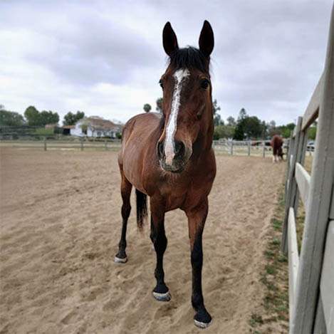 Carmel, a bay Mustang/Thoroughbred cross gelding, at Ivey Ranch Park Association in Oceanside, California, 2026
