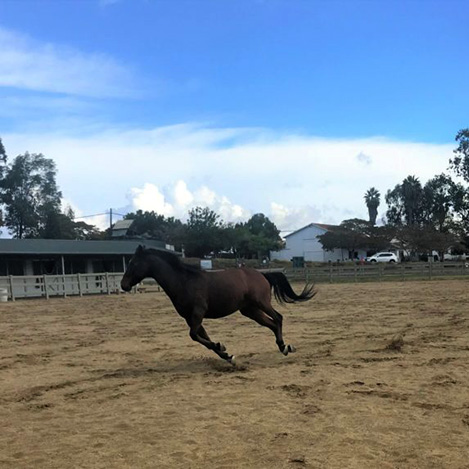 Carmel, a bay Mustang/Thoroughbred cross gelding, at Ivey Ranch Park Association in Oceanside, California
