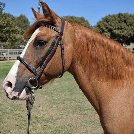 Cinnamon, a bay Welsh Pony/Quarter Horse cross mare, at Ivey Ranch Park Association in Oceanside, California, 2024