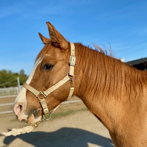 Cinnamon, a bay Welsh Pony/Quarter Horse cross mare, at Ivey Ranch Park Association in Oceanside, California