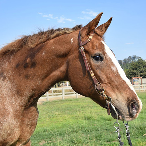 Color, an Appaloosa gelding, at Ivey Ranch Park Association in Oceanside, California, 2024