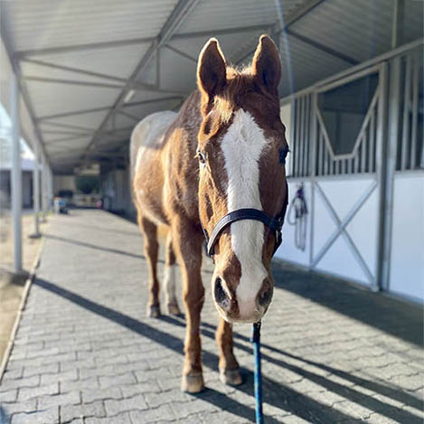 Color, an Appaloosa gelding, at Ivey Ranch Park Association in Oceanside, California, 2026