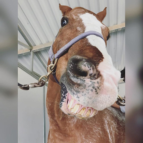 Color, an Appaloosa gelding, at Ivey Ranch Park Association in Oceanside, California, 2024