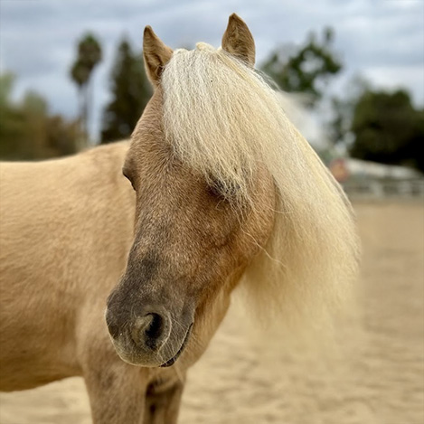 Cowboy, a miniature horse gelding, at Ivey Ranch Park Association in Oceanside, California, 2024