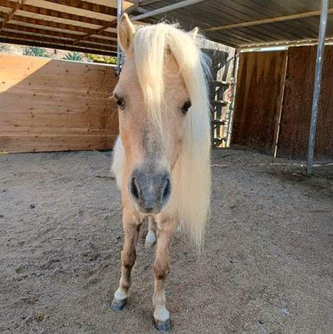 Cowboy, a miniature horse gelding, at Ivey Ranch Park Association in Oceanside, California, 2026