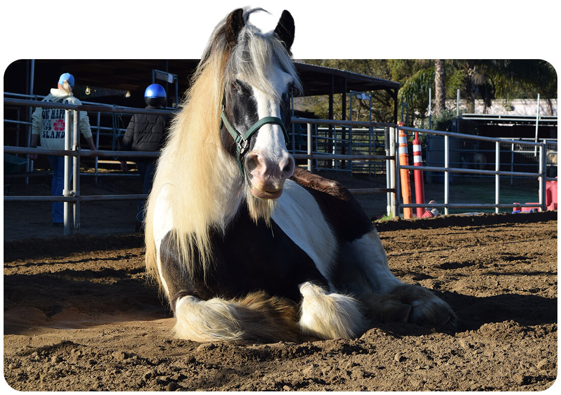 A black and white horse with a flowing mane rests on the ground in the Ivey Ranch arena in Oceanside, CA.