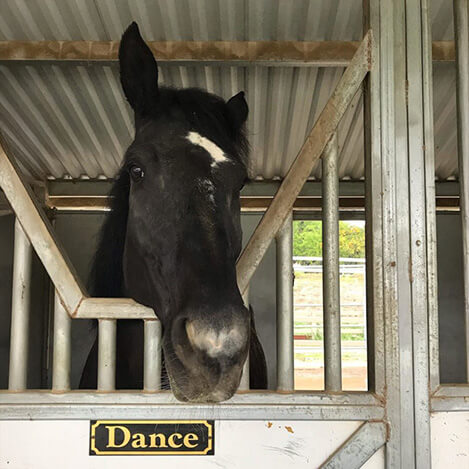 Dance, a black Friesian mare, at Ivey Ranch Park Association in Oceanside, California, 2026