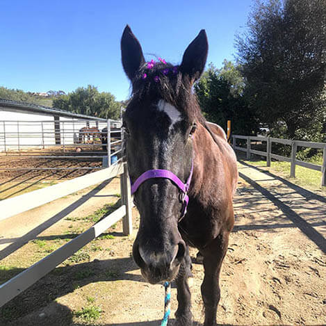 Portrait of Dance, a black Friesian mare, at Ivey Ranch Park Association in Oceanside, California