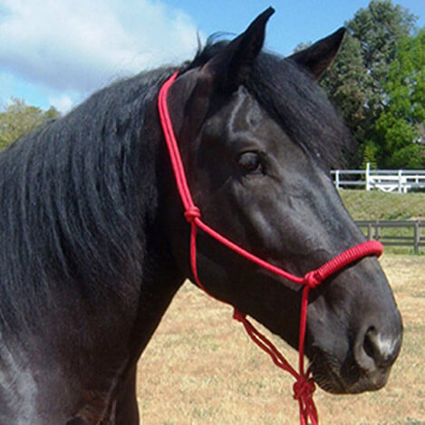 Dance, a black Friesian mare, at Ivey Ranch Park Association in Oceanside, California