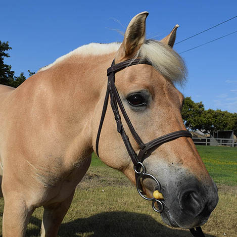 Eeda, a dun Norwegian Fjord mare, at Ivey Ranch Park Association in Oceanside, California, 2023