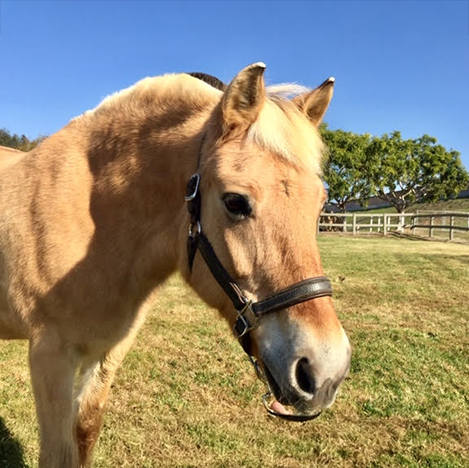 Portrait of Eeda, a dun Norwegian Fjord mare, at Ivey Ranch Park Association in Oceanside, California