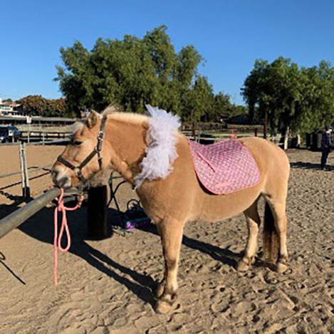 Eeda, a dun Norwegian Fjord mare, at Ivey Ranch Park Association in Oceanside, California